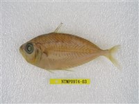 藏品(小牙鰏)的圖片